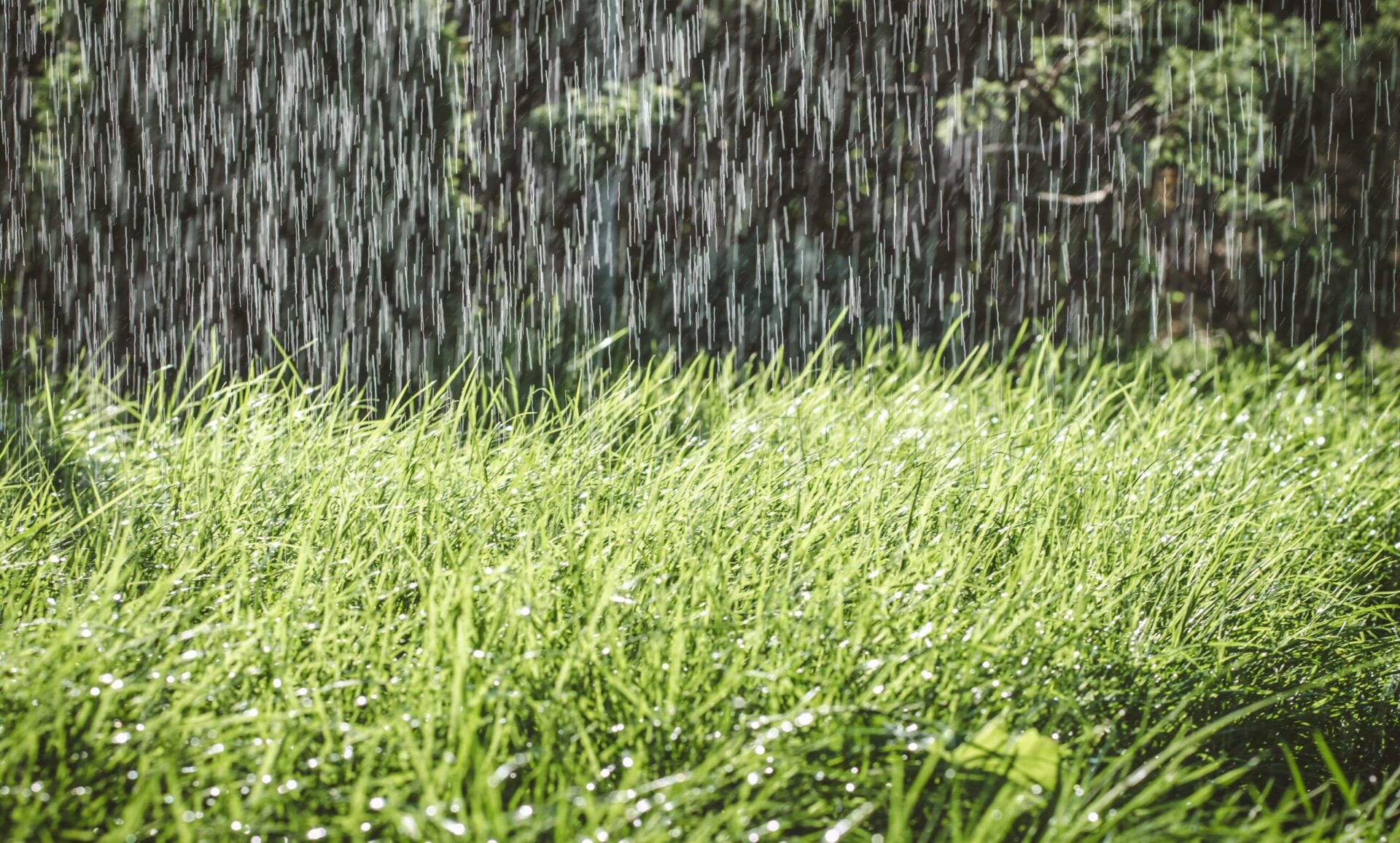 Watering 101 Bertog Landscape Company